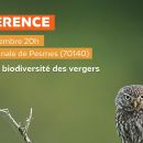 Conférence - Chevêche d'Athéna