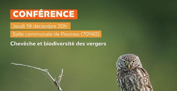 Conférence - Chevêche d'Athéna